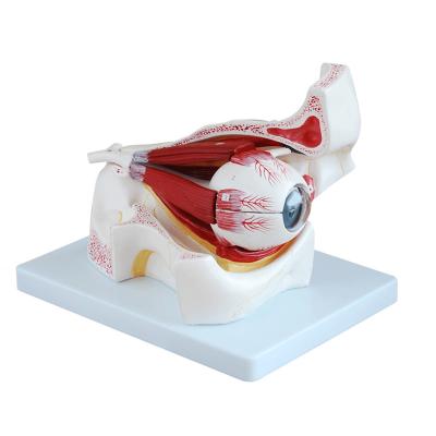 中国 3D 10部が付いているプラスチック人間の目の解剖学モデルは医学病院のために回りを回る 販売のため