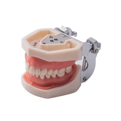 China Dentes de For Student Practice Nissin do modelo de Typodont dos dentes da substituição à venda