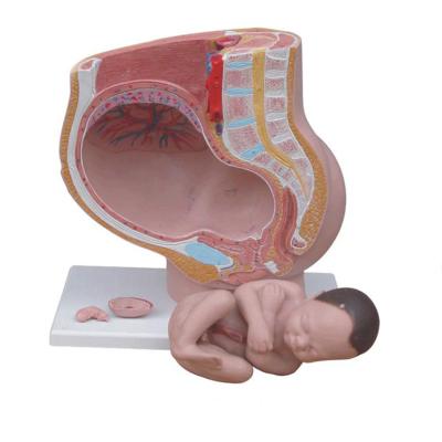 China Lebensgroße menschliche Frau neun Monate Fötus-Schwangerschafts-anatomische Modell-For Obstetrics And-Gynäkologie-Unterrichts- zu verkaufen