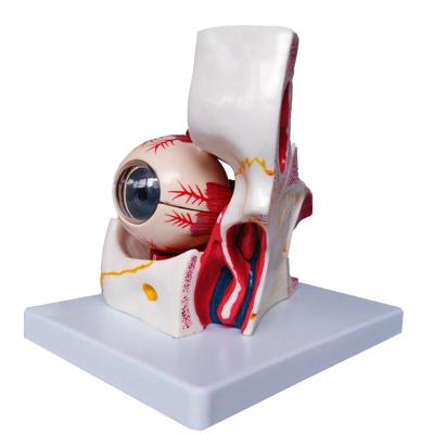 Chine L'enseignement d'hôpital a employé l'orbite humaine médicale de ModelWith d'oeil d'anatomie à vendre