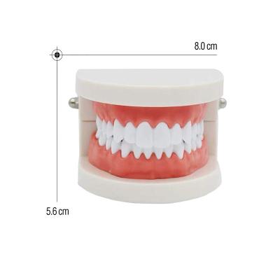 中国 歯科教授標準的な歯モデル小型の歯の衛生学セット モデル 販売のため