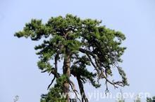 China Pine for sale