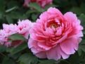 China Subshrubby peony flower 111 for sale