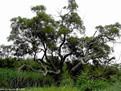 China Acacia tree for sale