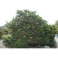 China Boxwood for sale