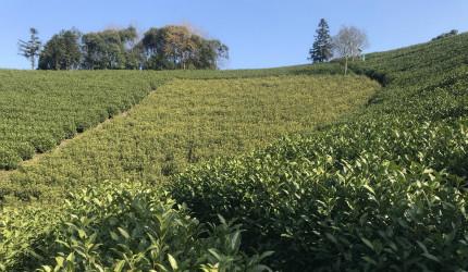 Verified China supplier - Feibai Anji white tea in China（Chinese green tea factory）