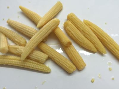 China Whole Canned Young Corn , Baby Corn In Brine Tender And Flavorful Tasty for sale