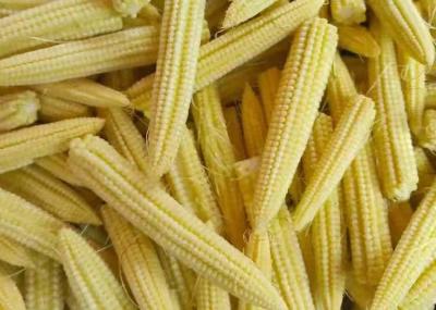 China BRC Approved Canned Baby Corn 2840g 2500g 425g 370ml for sale