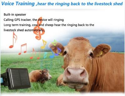 China Animal tracking device for cow tracker gps sos button/alarm waterproof solar wireless char for sale