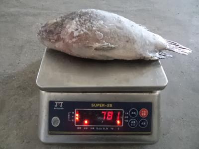 China frozen fish black tilapia wholesale price, seafood tilapia fish companies for sale