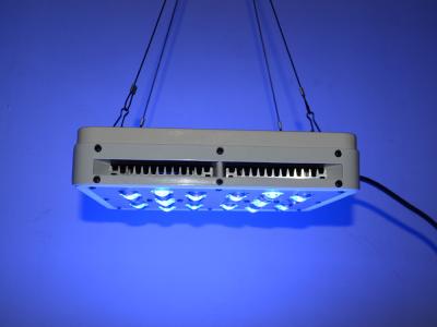 China 200W Vegetable Flowering switchable 5W chips LED grow light customized full spectrum band for sale