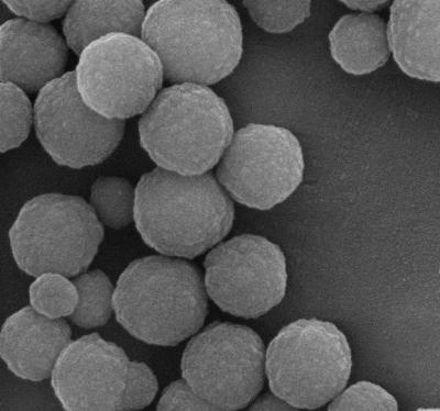 China 500nm 10 ml-Silikon-magnetische Perlen für DNA-Extraktion mit super starkem Magnetismus zu verkaufen