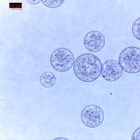Китай Коэффициент тома μm 10% очищения 30 протеина шариков Agrose магнитный 100 mL продается