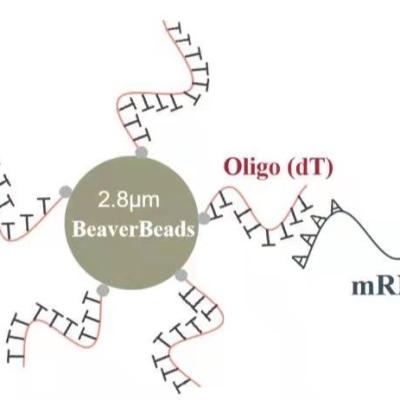 Китай шарики dT μm 2 mL 2,8 Oligo магнитные захватывают высококачественный mRNA продается