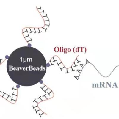 China 2 mL 1 μm Oligo dT Magnetic Beads Capture High Quality mRNA for sale
