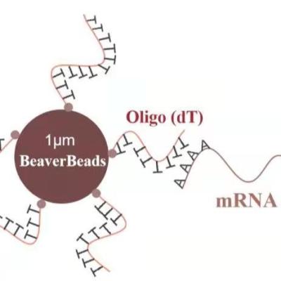 Китай dT набора конструкции библиотеки ДНК 5 шариков μm mL 1 магнитный Oligo связывает mRNA поли a продается