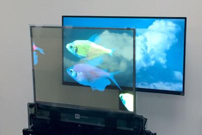 Китай Высокая яркость OLED Прозрачный дисплей, полный цвет Прозрачный OLED экран Многоцелевой продается