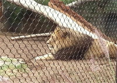 Chine Câble bagué Mesh Zoo Enclosure Wire Mesh de forme irrégulière pour le tigre à vendre
