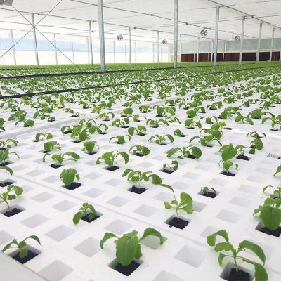 China Greenhouse high dwc leafy vegetable leafy vegetable yield hydroponic growing system for sale