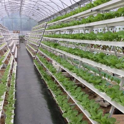 China Stable Structure Easily Assembled New Type A Frame Hydroponics For Leafy Vegetables Hydroponics Without Soil Hydroponics System for sale