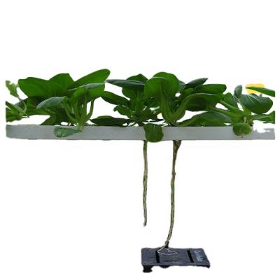 China Stable Structure DWC Deep Water Culture Hydroponic Systems For Greenhouse for sale