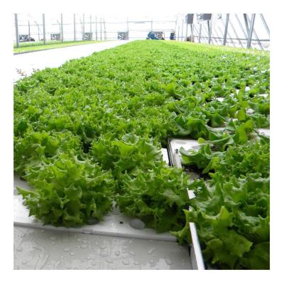 China Stable Hot Sale Greenhouses Hydroponics System Hydroponics Hydroponic Structure Nutrients For Agriculture for sale