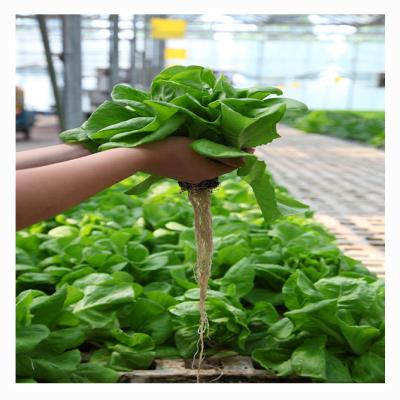 China Stable Structure Easily Assembled Vertical Hydroponic Growing System Gutter Save Soil And Water For Leafy Vegetable Growing for sale
