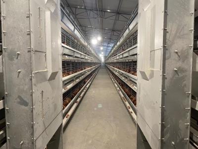 China Watering Feeding Poultry Raising Equipment Durable Layer Poultry Equipment for sale