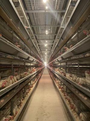China Estrutura simples da gaiola resistente automática de poupança de energia da galinha da alta tecnologia da gaiola da galinha à venda
