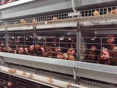 China Tipo automático projeto livre da gaiola H da galinha da eficiência elevada da disposição à venda