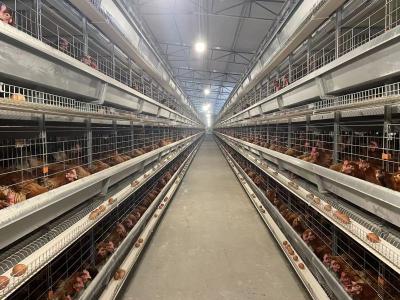 China 192 Birds Fully Automatic Q235 4 Tiers Chicken Cage for sale