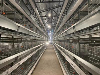 China El tipo durable avicultura de H enjaula la buenas ventilación e iluminación en venta