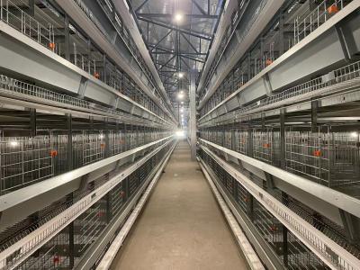 China Steel Poultry Q235 8 Tiers H Type Layer Chicken Cage for sale
