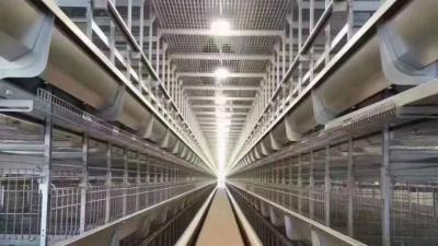 China Commercial Layer Farming Equipment Conventional Cages For Laying Hens for sale