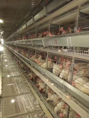 China Jaula del pollo de la capa de la granja avícola/por completo pollo automático que aumenta el equipo en venta