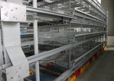China Professional Layer Poultry Farming Equipment Easy Use Environment Friendly for sale