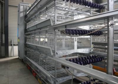 China Equipo de la colocación de huevo del pollo de 120 pájaros para la construcción moderna de la granja en venta