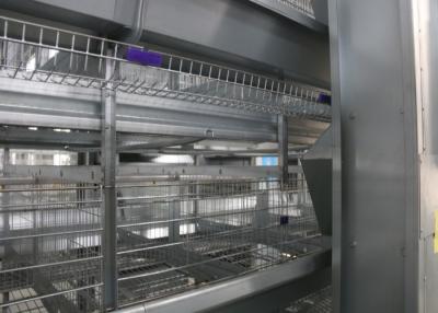 China Sistema automático completo galvanizado caliente del alimentador de las aves de corral anti - encaramándose en venta
