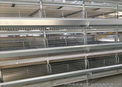 China Hot Galvanized Automatic Egg Collection System Strong Frame 3 Years Guarantee for sale