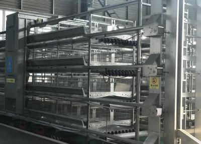 China Polluelo automático estable del sistema del alimentador de las aves de corral que alza el equipo 15-20 años de vida útil en venta