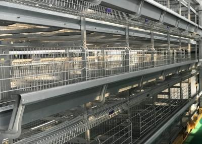 China aves de corral durables que aumentan el consumo de energía baja del sistema del alimentador del equipo en venta