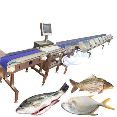 China Máquina de clasificación del peso del pescado totalmente automática transportador de alimentos balanza de pesas en venta