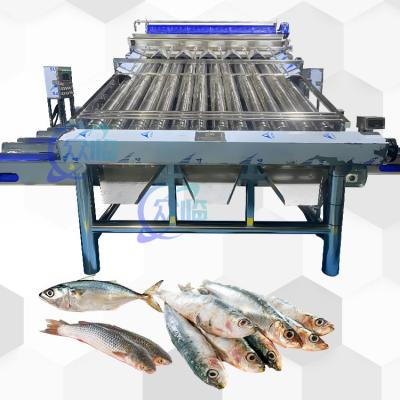 China 4.9KW High Yield Mackerel Sorting Machine Mackerel Roller Sizing Equipment for sale