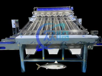 China Large Capacity Sardine Sorting Machine Sardine Grading Machine  4.9KW for sale