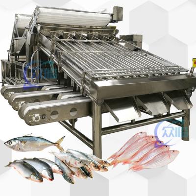 China Big Output Whole Fish Grader With 18 Rollers Whole Fish Sorting Machine And Fish Sizing for sale