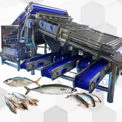 China Máquina de clasificación de pescado de alta capacidad clasificador de rodillos de pescado 4.9KW 2 T/H en venta