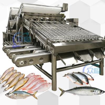 Chine Vente à chaud en Chine Saury Grader Croaker jaune Grader sardines Grader maquereau Grader à vendre