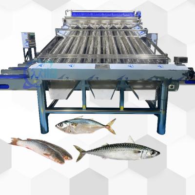 China Good Effect Fish Roller Grader For Pelagic Fish Roller Sorting Machine And Fish Sizing for sale
