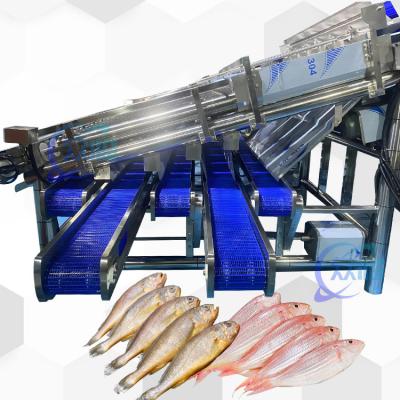 China 18pcs Roller SS304 Small Fish Sorting Machine Small Fish Grading Line for sale