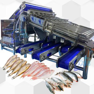 China Large Capacity Small Fish Sizing Machine Small Fish Grader High Stabality en venta